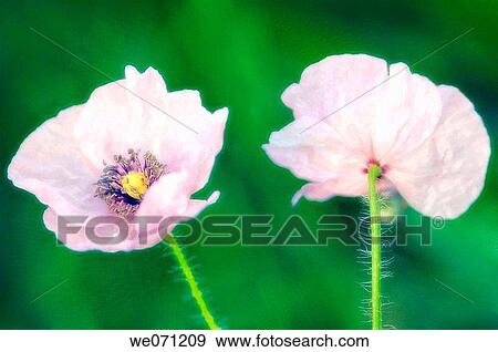 Two Light Pink Poppy Flowers Papaver Rhoeas June 2005 Maryland