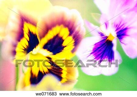 Two Pansies. Viola x wittrockiana. July 2006, Maryland, USA View Large Photo Image Stock Image - Two Pansies. Viola x wittrockiana. July 2006, Maryland, USA. Fotosearch