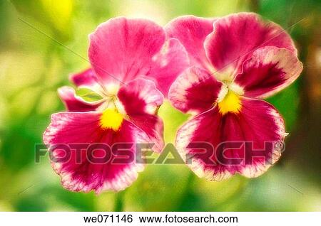 Stock Photograph - Two Pansies. Viola x wittrockiana. July 2006, Maryland, USA. Fotosearch