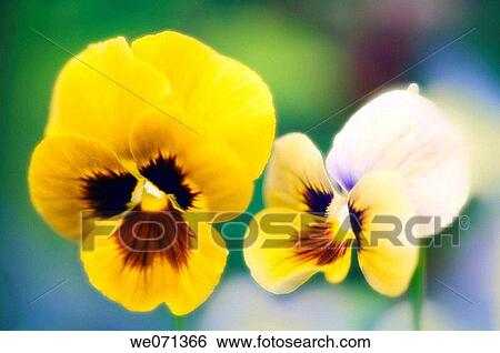 Two pansies. Viola x wittrockiana. June 2006, Maryland, USA View Large Photo Image Stock Photograph - Two pansies. Viola x wittrockiana. June 2006, Maryland, USA. Fotosearch