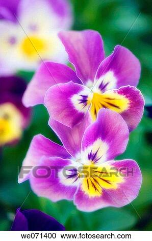 Two Pansies. Viola x wittrockiana. May 2007, Maryland, USA View Large Photo Image Stock Image - Two Pansies. Viola x wittrockiana. May 2007, Maryland, USA. Fotosearch