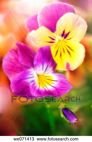Stock Image - Two Pansy Flowers and a Bud. Viola x wittrockiana. May 2007, Maryland, USA. Fotosearch