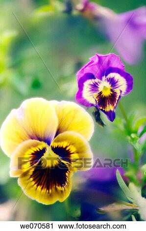 Two Pansy Flowers. Viola x wittrockiana. August 2006. Maryland, USA View Large Photo Image Stock Image - Two Pansy Flowers. Viola x wittrockiana. August 2006. Maryland, USA. Fotosearch