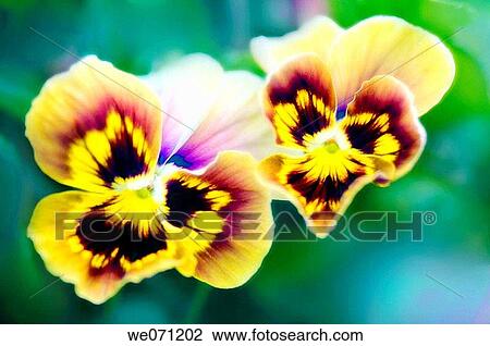 Two Pansy Flowers. Viola x wittrockiana. July 2006, Maryland, USA View Large Photo Image Stock Image - Two Pansy Flowers. Viola x wittrockiana. July 2006, Maryland, USA. Fotosearch