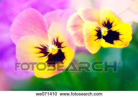 Two Pansy Flowers. Viola x wittrockiana. May 2007, Maryland, USA View Large Photo Image Stock Image - Two Pansy Flowers. Viola x wittrockiana. May 2007, Maryland, USA. Fotosearch