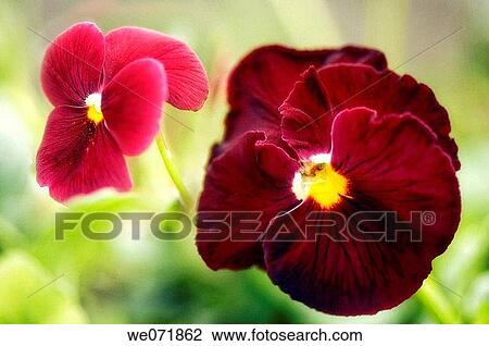 Two Pansy Flowers. Viola x wittrockiana. April 2007, Maryland, USA View Large Photo Image Stock Image - Two Pansy Flowers. Viola x wittrockiana. April 2007, Maryland, USA. Fotosearch