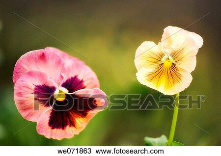Two Pansy Flowers. Viola x wittrockiana. April 2007, Maryland, USA View Large Photo Image Stock Image - Two Pansy Flowers. Viola x wittrockiana. April 2007, Maryland, USA. Fotosearch