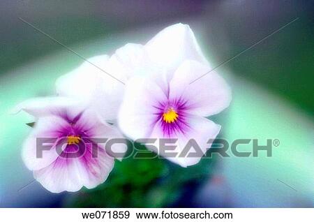 Two Pansy Flowers. Viola x wittrockiana. April 2006, Maryland, USA View Large Photo Image Stock Photo - Two Pansy Flowers. Viola x wittrockiana. April 2006, Maryland, USA. Fotosearch
