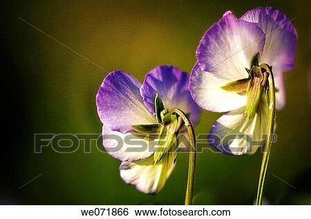 Two Pansy Flowers. Viola x wittrockiana. April 2007, Maryland, USA View Large Photo Image Stock Photograph - Two Pansy Flowers. Viola x wittrockiana. April 2007, Maryland, USA. Fotosearch