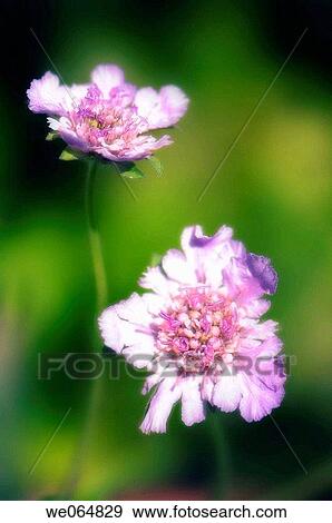Two Pincushion Flowers. Scabiosa columbaria. October 2006, Maryland, USA View Large Photo Image Stock Photo - Two Pincushion Flowers. Scabiosa columbaria. October 2006, Maryland, USA. Fotosearch