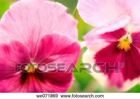 Two Pink Pansy Flower Close_up. Viola x wittrockiana. April 2007, Maryland, USA View Large Photo Image Stock Photo - Two Pink Pansy Flower Close_up. Viola x wittrockiana. April 2007, Maryland, USA. Fotosearch