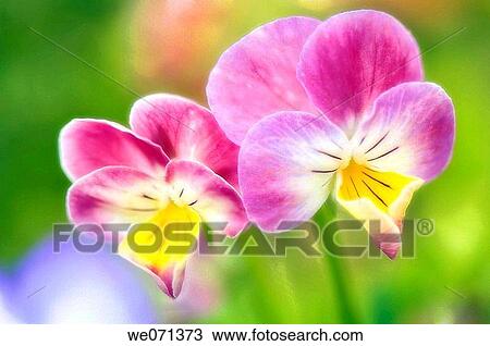 Two Pink Pansy Flowers. Viola x wittrockiana. June 2006, Maryland, USA View Large Photo Image Stock Image - Two Pink Pansy Flowers. Viola x wittrockiana. June 2006, Maryland, USA. Fotosearch