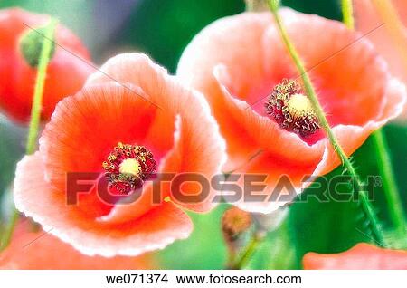 Two Poppies. Papaver rhoeas. June 2007, Maryland, USA View Large Photo Image Picture - Two Poppies. Papaver rhoeas. June 2007, Maryland, USA. Fotosearch