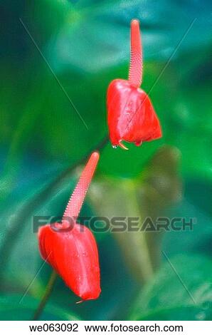 Two Red Anthuriums. Anthurium andreanum. November 2006, Maryland, USA View Large Photo Image Stock Image - Two Red Anthuriums. Anthurium andreanum. November 2006, Maryland, USA. Fotosearch