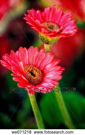 Two Red Gerbera Flowers. Gerbera jamesonii. September 2006, Maryland, USA View Large Photo Image Stock Photo - Two Red Gerbera Flowers. Gerbera jamesonii. September 2006, Maryland, USA. Fotosearch