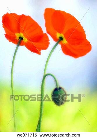 Two Red Poppies and a Bud. Papaver nudicaule. March 2007, South Carolina, USA View Large Photo Image Stock Photography - Two Red Poppies and a Bud. Papaver nudicaule. March 2007, South Carolina, USA. Fotosearch
