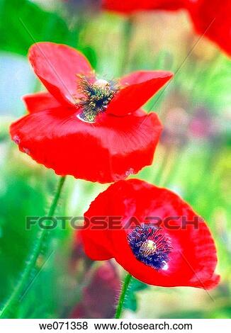 Two Red Poppies. Papaver rhoeas. June 2006, Maryland, USA View Large Photo Image Stock Photo - Two Red Poppies. Papaver rhoeas. June 2006, Maryland, USA. Fotosearch