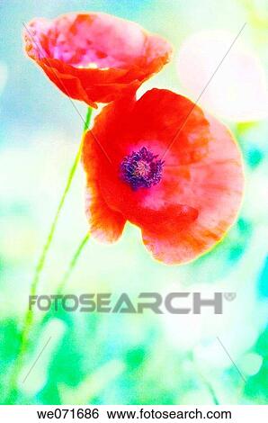 Two Red Poppies. Papaver rhoeas. June 2005, Maryland, USA View Large Photo Image Stock Photograph - Two Red Poppies. Papaver rhoeas. June 2005, Maryland, USA. Fotosearch
