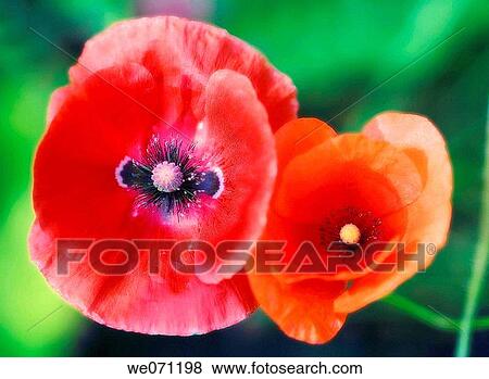 Stock Photo - Two Red Poppy Flowers. Papaver rhoeas. May 2007, Maryland, USA. Fotosearch