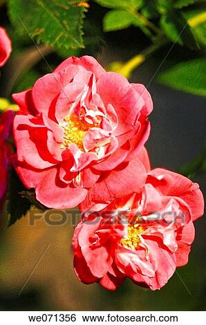 Two Red Roses. Rosa hybrid. July 2006, Maryland, USA View Large Photo Image Stock Photograph - Two Red Roses. Rosa hybrid. July 2006, Maryland, USA. Fotosearch