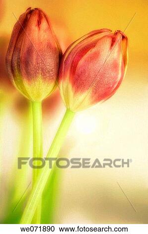 Two Tulip Blooms Touching. Tulipa hybrid. November 2006, Maryland, USA View Large Photo Image Stock Image - Two Tulip Blooms Touching. Tulipa hybrid. November 2006, Maryland, USA. Fotosearch