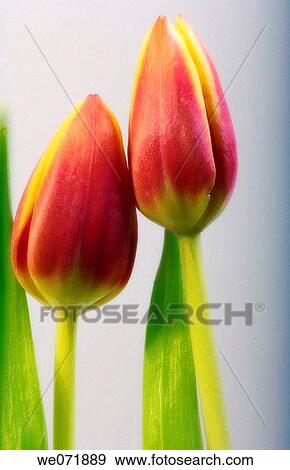 Two Tulip Blooms Touching. Tulipa hybrid. November 2006, Maryland, USA View Large Photo Image Stock Photo - Two Tulip Blooms Touching. Tulipa hybrid. November 2006, Maryland, USA. Fotosearch