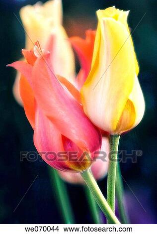 Two Tulips. Tulipa hybrid. April 2007, Maryland, USA View Large Photo Image Picture - Two Tulips. Tulipa hybrid. April 2007, Maryland, USA. Fotosearch