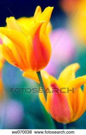 Two Tulips. Tulipa hybrid. April 2007, Maryland, USA View Large Photo Image Stock Photo - Two Tulips. Tulipa hybrid. April 2007, Maryland, USA. Fotosearch