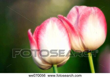 Two Tulips. Tulipa hybrid. April 2007, Maryland, USA View Large Photo Image Stock Photograph - Two Tulips. Tulipa hybrid. April 2007, Maryland, USA. Fotosearch
