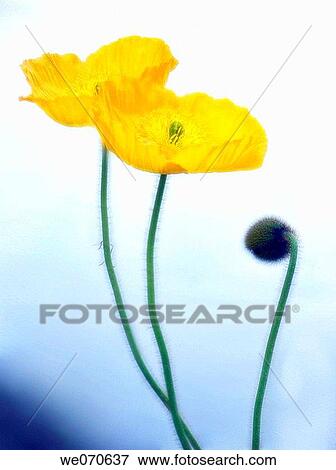 Two Yellow Iceland Poppies and a Bud. Papaver nudicaule. March 2007, South Carolina, USA View Large Photo Image Stock Photo - Two Yellow Iceland Poppies and a Bud. Papaver nudicaule. March 2007, South Carolina, USA. Fotosearch