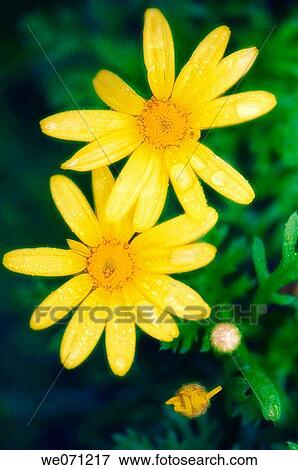 Two Yellow Marguerite Daisies. Argyranthemum frutescens. September 2006, Maryland, USA View Large Photo Image Stock Photo - Two Yellow Marguerite Daisies. Argyranthemum frutescens. September 2006, Maryland, USA. Fotosearch