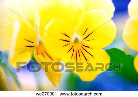Two Yellow Pansy Flowers. Viola x wittrockiana. June 2006, Maryland, USA View Large Photo Image Stock Image - Two Yellow Pansy Flowers. Viola x wittrockiana. June 2006, Maryland, USA. Fotosearch