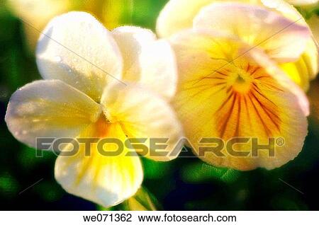Two Yelow Pansy Flowers. Viola x wittrockiana. June 2006, Maryland, USA View Large Photo Image Stock Image - Two Yelow Pansy Flowers. Viola x wittrockiana. June 2006, Maryland, USA. Fotosearch