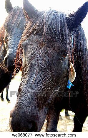 Typical horse of Basque Country View Large Photo Image Stock Photo - Typical horse of Basque Country. Fotosearch