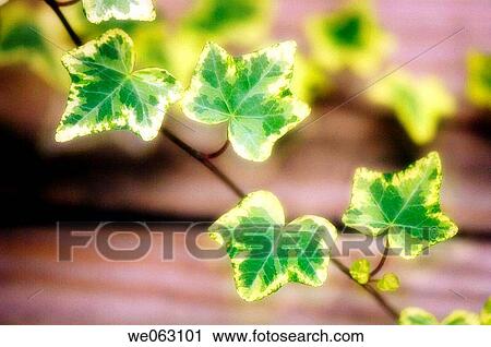 Variagated Ivy. Hedera Helix Ivy variegated. November 2006, Maryland, USA View Large Photo Image Stock Image - Variagated Ivy. Hedera Helix Ivy variegated. November 2006, Maryland, USA. Fotosearch