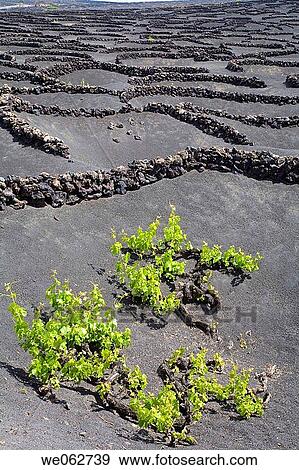 Vineyards growing on volcanic ground, La Geria. Lanzarote, Canary Islands, Spain View Large Photo Image Stock Photo - Vineyards growing on volcanic ground, La Geria. Lanzarote, Canary Islands, Spain. Fotosearch