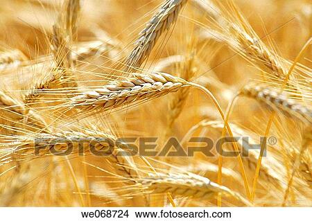 Wheat. Osseja, Pyr? n? es-Orientales, France View Large Photo Image Picture - Wheat. Osseja, Pyr? n? es-Orientales, France. Fotosearch
