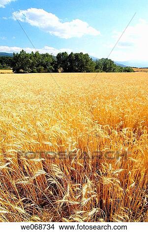 Wheat. Osseja, Pyr? n? es-Orientales, France View Large Photo Image Picture - Wheat. Osseja, Pyr? n? es-Orientales, France. Fotosearch
