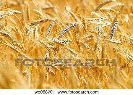 Stock Image - Wheat. Osseja, Pyr? n? es-Orientales, France. Fotosearch