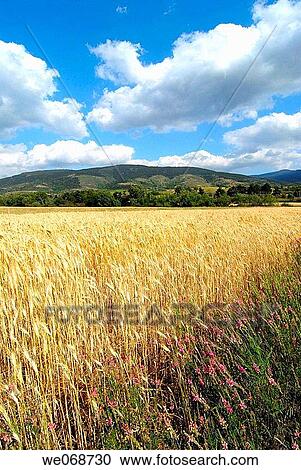 Wheat. Osseja, Pyr? n? es-Orientales, France View Large Photo Image Stock Image - Wheat. Osseja, Pyr? n? es-Orientales, France. Fotosearch