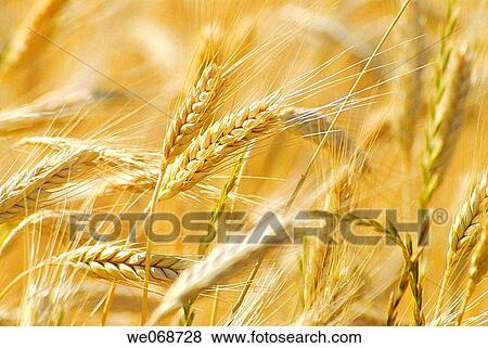 Stock Photo - Wheat. Osseja, Pyr? n? es-Orientales, France. Fotosearch