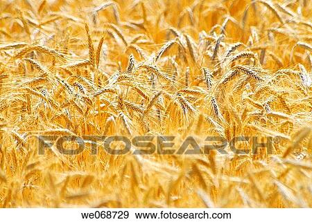 Wheat. Osseja, Pyr? n? es-Orientales, France View Large Photo Image Stock Photo - Wheat. Osseja, Pyr? n? es-Orientales, France. Fotosearch