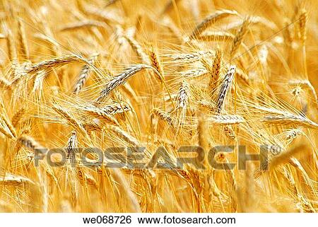 Wheat. Osseja, Pyr? n? es-Orientales, France View Large Photo Image Stock Photograph - Wheat. Osseja, Pyr? n? es-Orientales, France. Fotosearch
