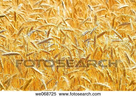 Wheat. Osseja, Pyr? n? es-Orientales, France View Large Photo Image Stock Photography - Wheat. Osseja, Pyr? n? es-Orientales, France. Fotosearch