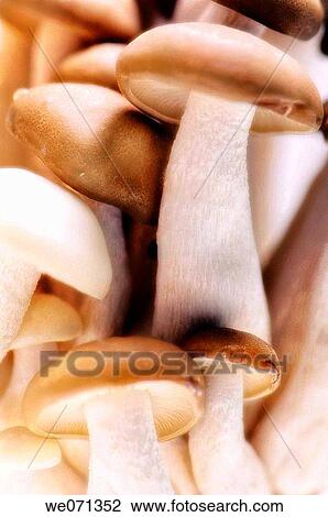 White and Brown Beech Mushrooms. Buna shimeji. July 2006 View Large Photo Image Stock Image - White and Brown Beech Mushrooms. Buna shimeji. July 2006. Fotosearch