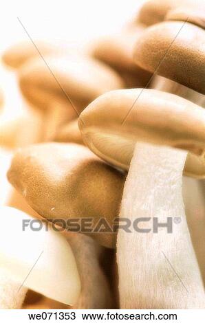 White and Brown Beech Mushrooms. Buna shimeji. July 2006 View Large Photo Image Stock Image - White and Brown Beech Mushrooms. Buna shimeji. July 2006. Fotosearch