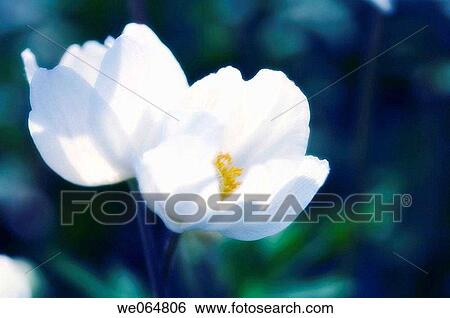 White Anemone Flowers. Anemone nemorosa. March 2006, Maryland, USA View Large Photo Image Stock Photograph - White Anemone Flowers. Anemone nemorosa. March 2006, Maryland, USA. Fotosearch