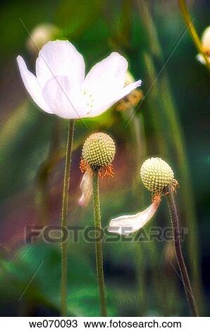 White Aneone and two faded flowers. Anemone nemerosa. March 2007, Maryland, USA View Large Photo Image Stock Image - White Aneone and two faded flowers. Anemone nemerosa. March 2007, Maryland, USA. Fotosearch