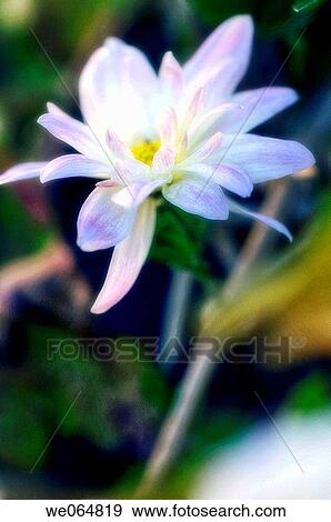 White Chrysanthemum with Pink Blush. Dendranthema grandiflora. November 2006, Maryland, USA View Large Photo Image Stock Photo - White Chrysanthemum with Pink Blush. Dendranthema grandiflora. November 2006, Maryland, USA. Fotosearch