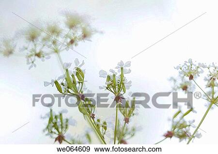 White composite flower in a meadow. H÷ga Kusten, coast of Baltic Sea, V? sternorrlands l? n, Sweden, Scandinavia, Europe View Large Photo Image Stock Photo - White composite flower in a meadow. H÷ga Kusten, coast of Baltic Sea, V? sternorrlands l? n, Sweden, Scandinavia, Europe. Fotosearch